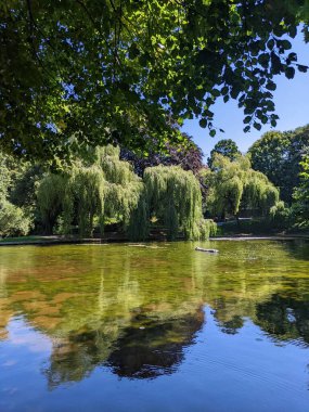 A willow tree having over a lake. 