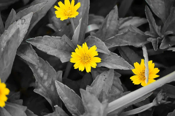 Yellow Flower Black White Background High Quality Photo — Fotografia de Stock