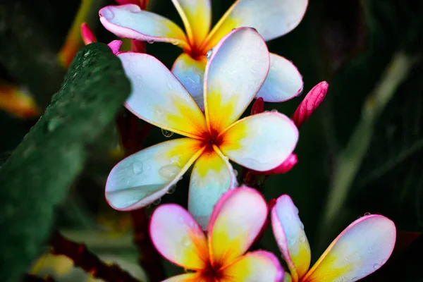 Pink Yellow White Flower Rain High Quality Photo — Stockfoto