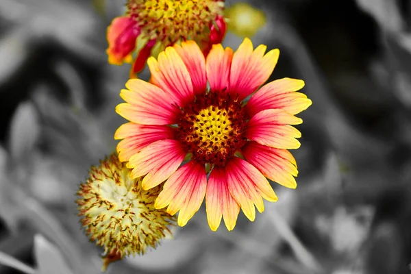 Red Yellow Flower Black White Background High Quality Photo — Stock fotografie
