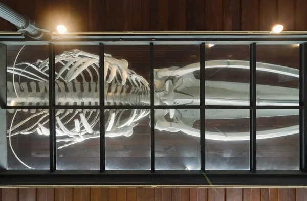 Fisheries Museum, Santos, Brazil. August 07, 2022. Bones of a Fin Whale in the main hall of the building seen through the glass ceiling of the ground floor.