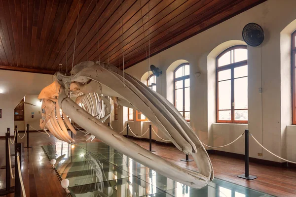 Fisheries Museum Santos Brazil August 2022 Bones Fin Whale Main — Stock Photo, Image