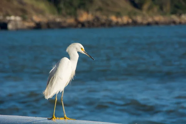 Egret Standing Next Sea City Santos Brazil — Zdjęcie stockowe