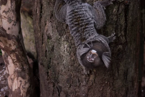 Marmoset Monkey Seen Close Climbing Tree — Zdjęcie stockowe