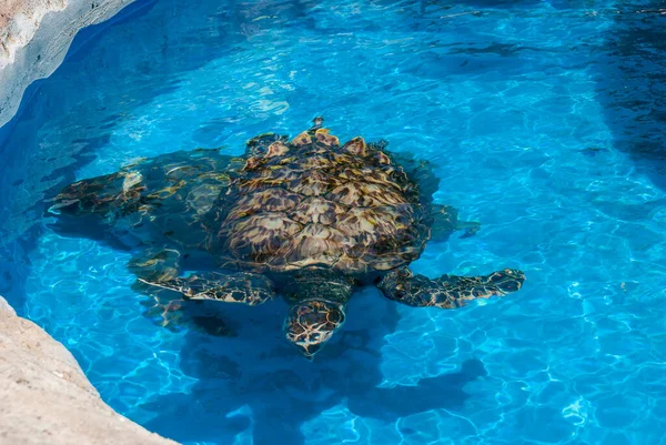 Sea turtles swimming in a local environmental conservation pool.