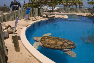 Salvador, Bahia - Brazil - March 17, 2012: Sea turtle preservation site, Tamar project. Large sea turtle swimming in one of the local pools.