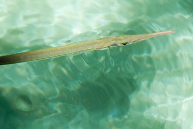 Needlefish in the water. Green background and reflections