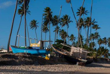 Guarajuba Beach. Camaari, Bahia, Brazil. Colorful fishing boats on the sand. Late afternoon with blue sky and several coconut trees