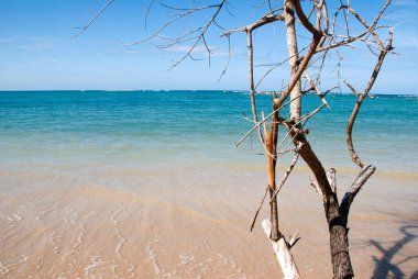Morro de Sao Paulo, Bahia, Brazil. Natural landscape on the beach. Dry branches and different colors of the sea.
