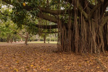 Banyan tree in the park surrounded by dry yellowish leaves.