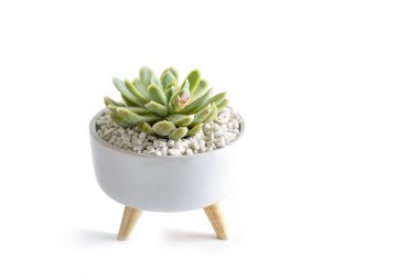 Echeveria flower or stone flower planted in a white ceramic pot with wooden feet. Succulent plant isolated on white background
