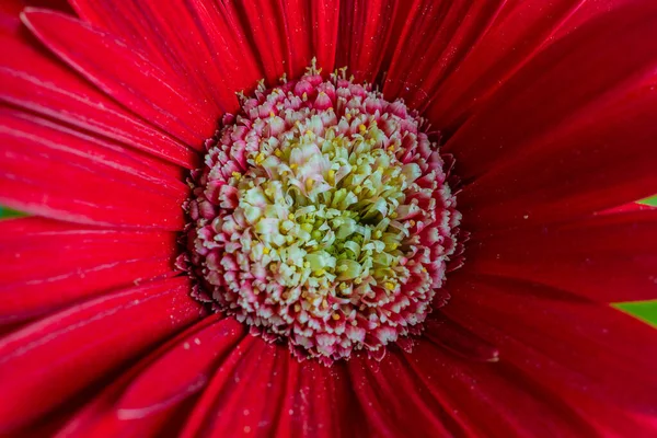 Red Gerbera flower closeup. Petals and pollen