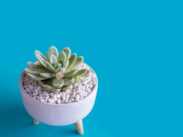 Echeveria flower or stone flower planted in a white ceramic pot with wooden feet. Succulent plant isolated on blue background. With space for tex