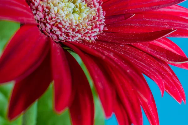 Red Gerbera flower closeup. Petals and pollen