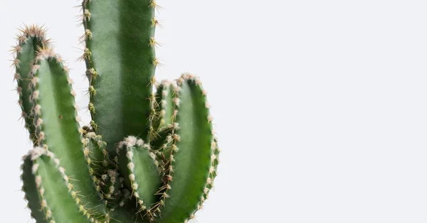 Close up of fairy castle cactus or Acanthocereus tetragonus. White background
