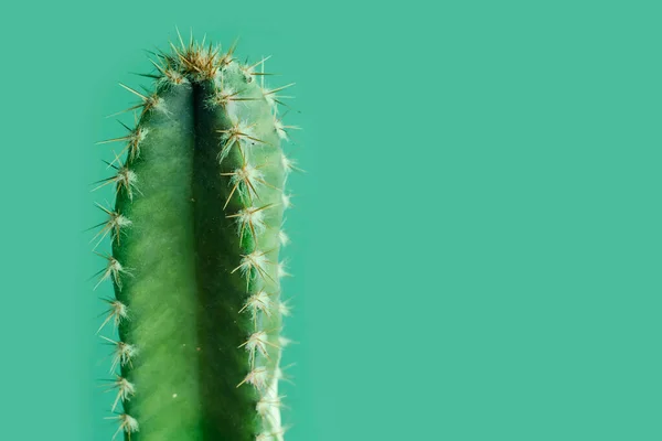 Close up of long cactus with several thorns. Fairy castle cactus or Acanthocereus tetragonus. Green background with space for text