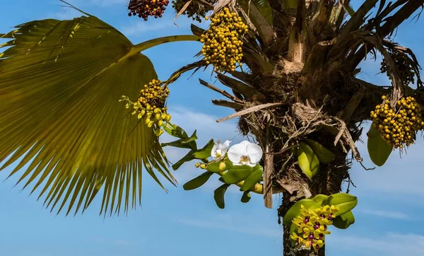 Coconut palm with white orchid flower growing on the trunk. Blue sky with white clouds in the background