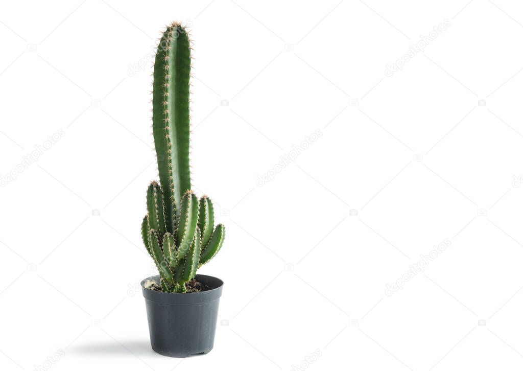 Fairy castle cactus or Acanthocereus tetragonus growing in a small pot. White background