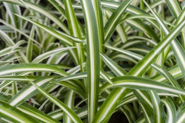 Dianella tasmanica or Tasman flax-lily close up plants