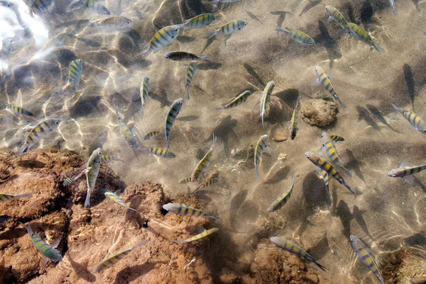 Colorful fishes in a natural pool of transparent water in a coral reef on the beach of Morro de So Paulo, Bahia, Brazil.