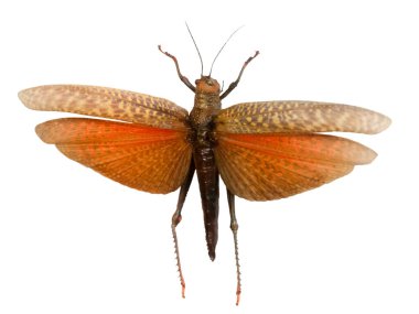 Grasshopper. Giant red-winged grasshopper. Tropidacris cristata dux. 