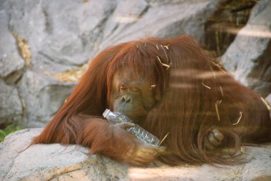 Orangutan holding a plastic bottle of water.