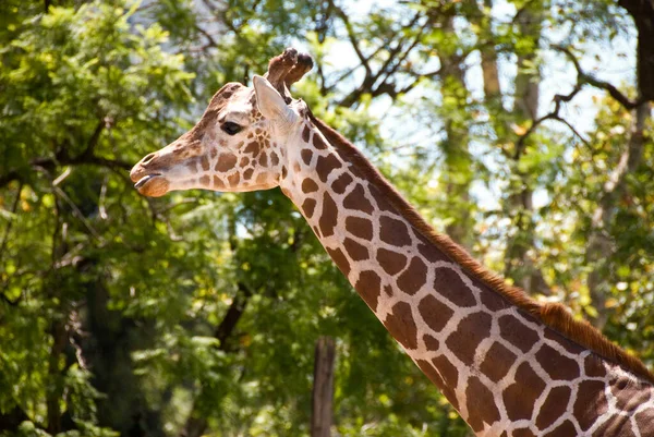 Giraffe, head and neck. portrait. Forest vegetation in the background.
