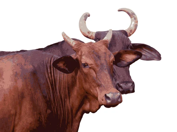 Cows 农场里两只角奶牛的画像 一个棕色 另一个黑色 Eps矢量说明 — 图库矢量图片