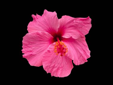 Çiçek. Hawaii amfibisi ve yağmur damlaları siyah arkaplan ile kapanır.