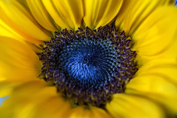 Close view of a sunflower flower