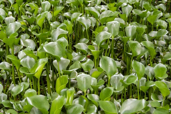 Su bitkileri Murere veya Limnocharis tanecikli su damlaları.
