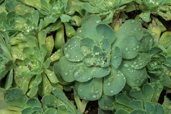 Suckulent Echeveria Växt Med Vattendroppar — Stockfoto