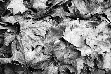 Sonbaharda yerdeki kuru akçaağaç yaprakları. Siyah ve beyaz resim. 