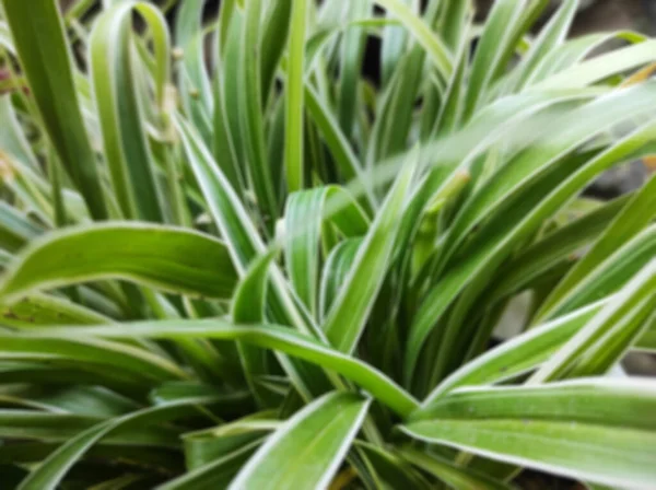 Blurred green leaves background. Beautiful plants in the garden