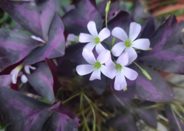 Oxalis triangularis or commonly called 
