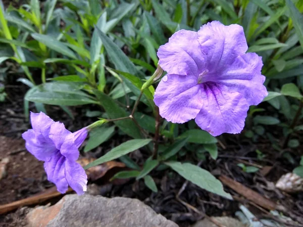 Ruellia simplex or commonly called 