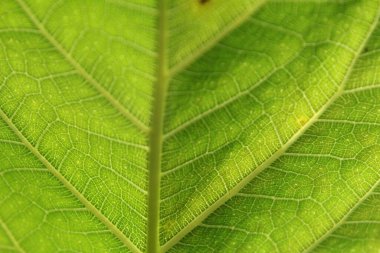 The texture of jackfruit leaf