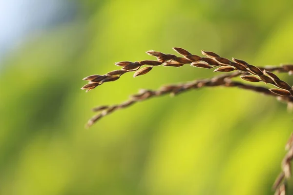 Cornflower Green Blurred Leaves Background —  Fotos de Stock