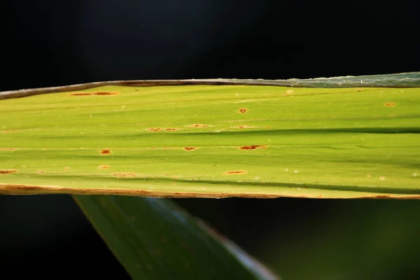 Closeup of corn leaf background