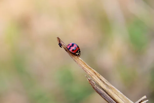 A Ladybug is on a broken wood in the field