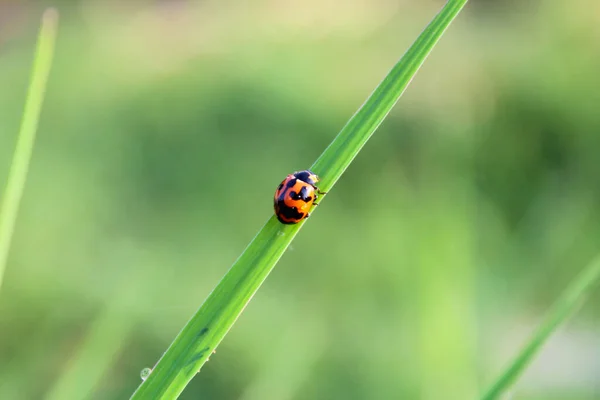 A ladybug is on the grass in the meadow