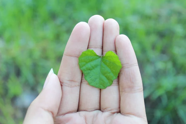 Love leaf on the hand