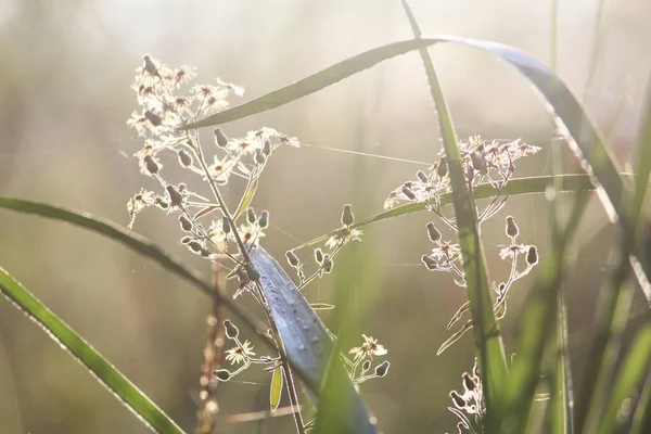 Grass and its flowers in the morning