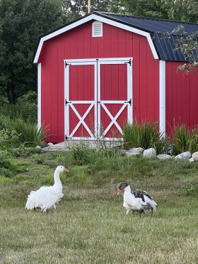 Geese Buddies in Rural Maine
