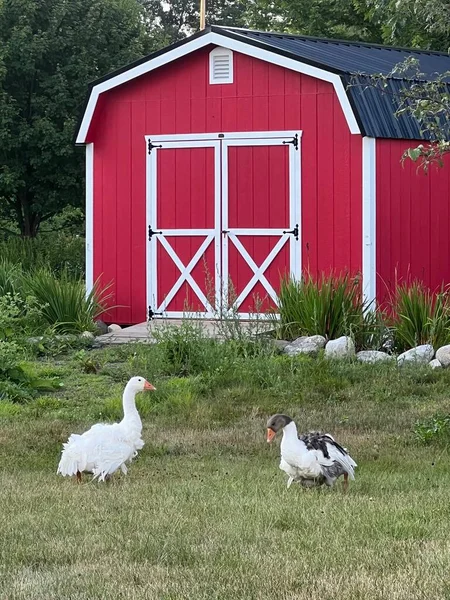 Geese Buddies Rural Maine — Stock Fotó