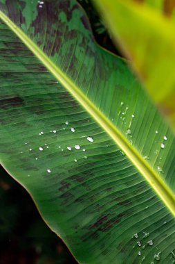 Muz yaprağına yağmur damlası
