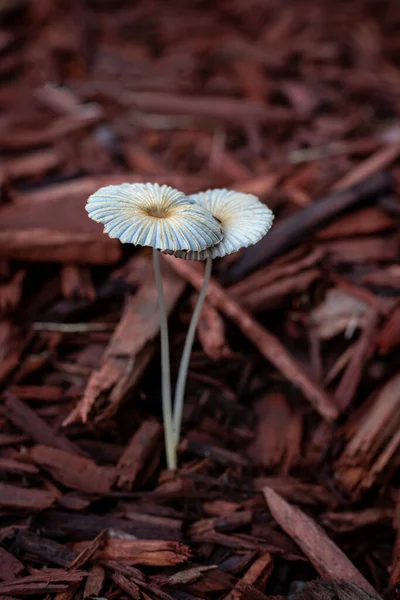 Mushroom in lawn / garden