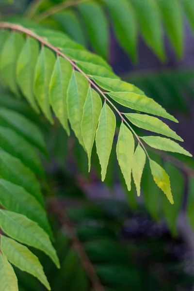 Indian Curry Leaves . Curry leaves / kadipatta are used by Indian kitchens for cooking to get flavor and taste, Grown all over India