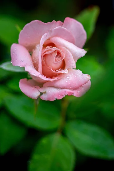 pink rose with Rain water drops