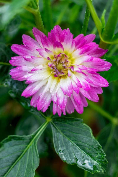 close up Chrysanthemums with rain drops